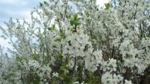 Рада Рай.ВИШНЯ.