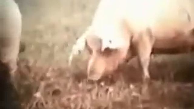 свинья украинская смотреть онлайн