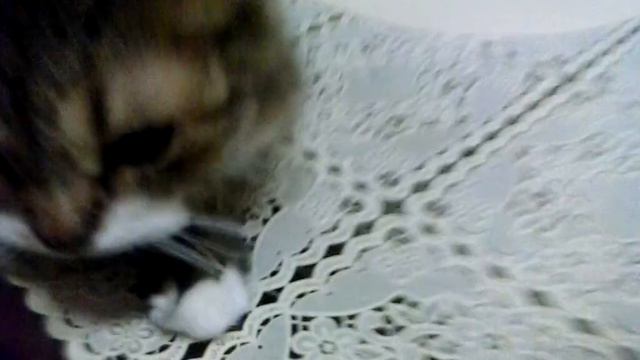Боевые служебные коты смотреть онлайн
