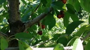 Черешня бычье сердце