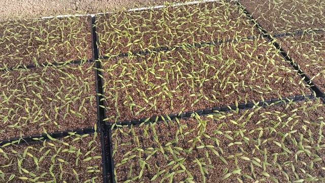 Всходы томатов, томат таня смотреть онлайн