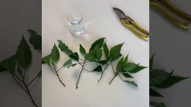 Размножаем гибискус черенками. смотреть онлайн