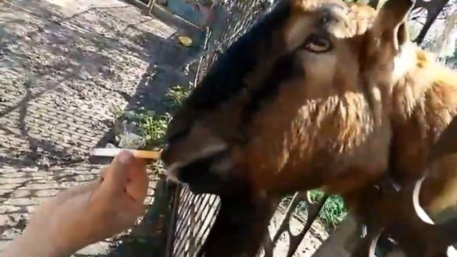 Срочно Приколы !!! Козел курит ! смотреть онлайн