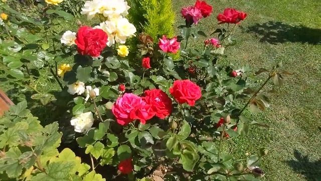 Hybrid Tea Dame De Coeur Rose ? 13th August 2022. смотреть онлайн