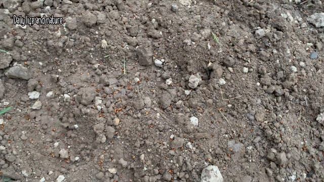 Easy TIPS TO GROW KANGKUNG From Seeds | Growing Water Convolvulus By  Daily Life And Nature