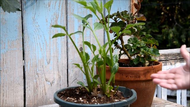 How to Pinch Dahlias to Get More Blooms смотреть онлайн