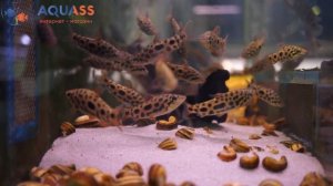 ?Aquass - Лепоринус пятнистый