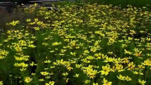 Coreopsis Zagreb смотреть онлайн