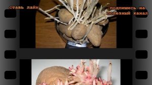 Проросший картофель всегда выбрасываю, он может вызвать отравление.Какой картофель нельзя употребля