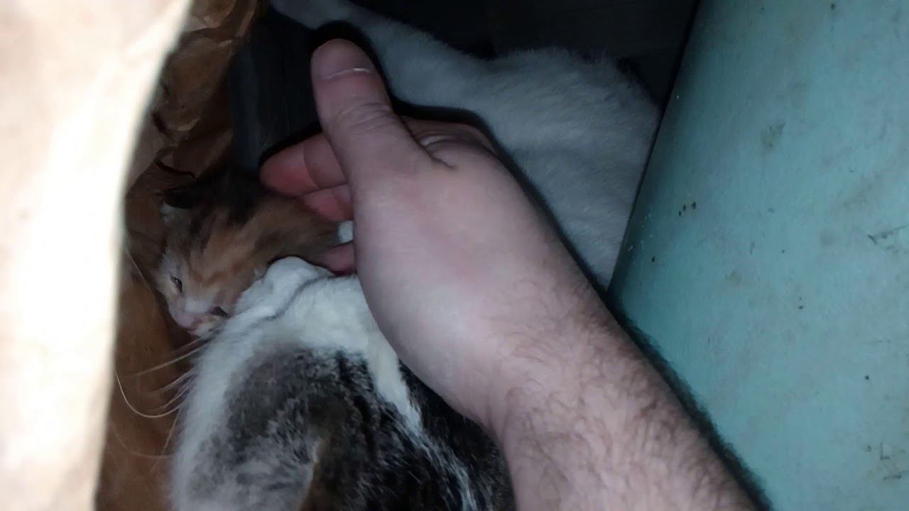 Кошка Муся и её котёнок. 9 дней от рождения. 2 сюжет смотреть онлайн