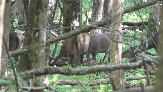 Большое стадо оленей в лесу во время гона || red deer rut смотреть онлайн