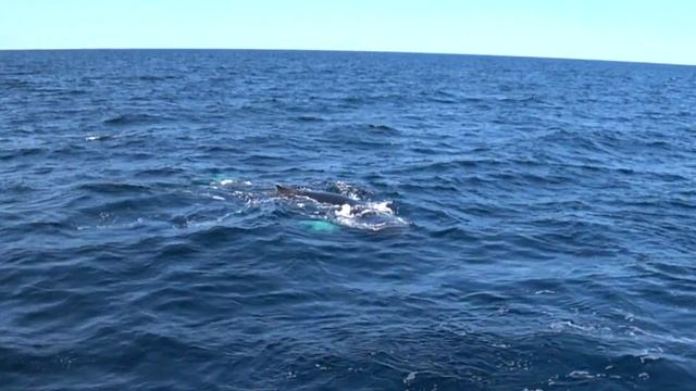 Киты в природе. Зрелище на 100%! Горбатые киты Атлантического океана смотреть онлайн