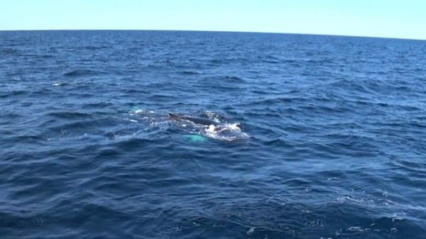 Киты в природе. Зрелище на 100%! Горбатые киты Атлантического океана