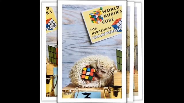 Тайная жизнь ежей смотреть онлайн