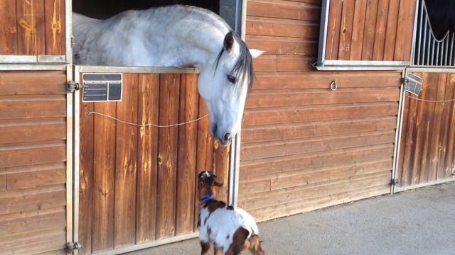 Baby Goat Meets Horse | Animal Best Friends смотреть онлайн