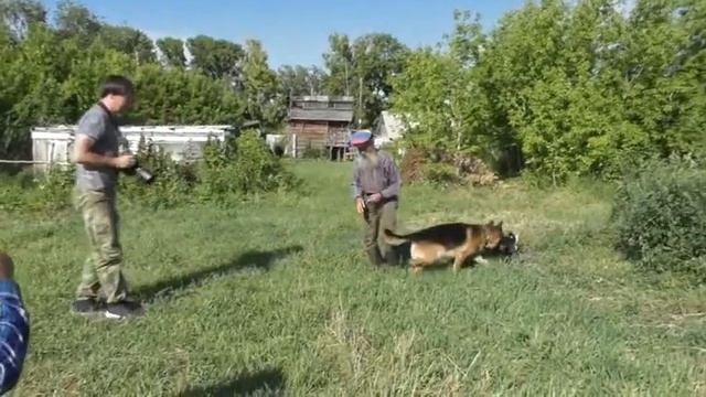Пёс Ураган снова в центре внимания у фотографов. 19. 07. 2020 смотреть онлайн