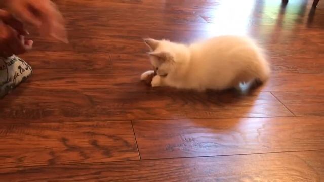 Ragdoll - почему именно Рэгдолл: особенности породы - продолжение (часть вторая) смотреть онлайн