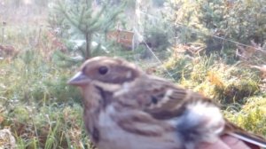 Овсянка ремез.