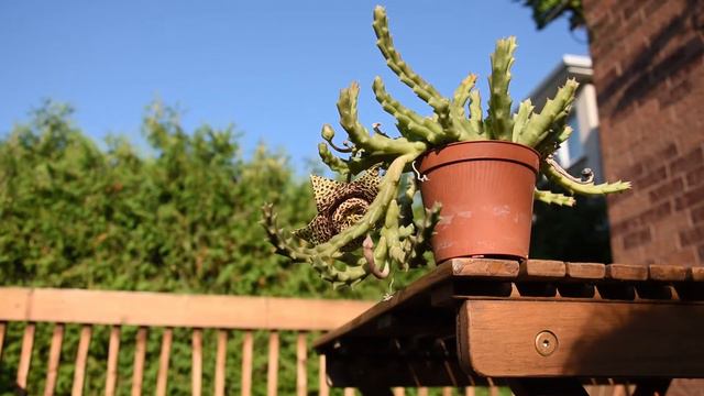 Orbea (Stapelia) variegata: care and propagation August 2021 смотреть онлайн