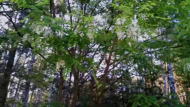 Шикарное цветение белой акации смотреть онлайн