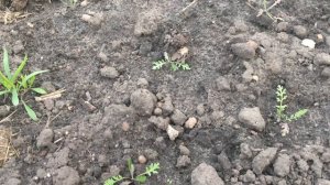 тысячелистник декоративный . от посева до цветения