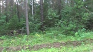 #Кировский лес Обзор