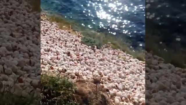 Крым, Межводное, берег из рапана! смотреть онлайн