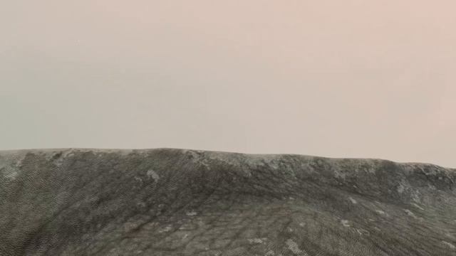 Dinosaurs Alive - Diplodocus & Confuciusornis смотреть онлайн