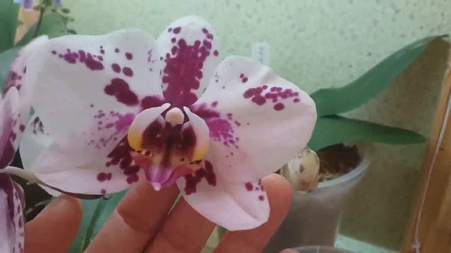 ОРХИДЕЯ ЗАСУШИВАЕТ БУТОНЫ! Четыре важных причины. смотреть онлайн