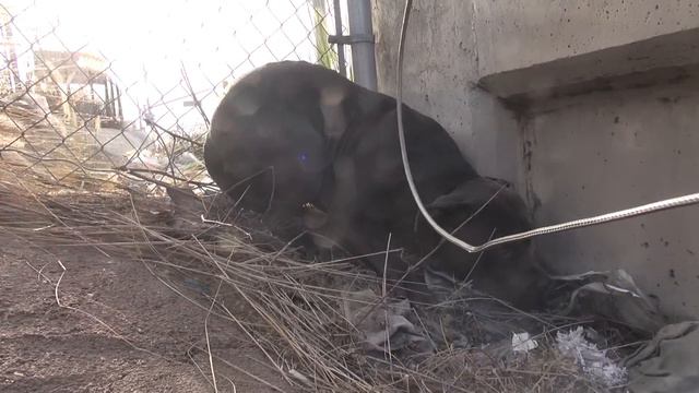 Hope For Paws: Homeless Pit Bull rescued dangerously close to the freeway. #pitbull смотреть онлайн