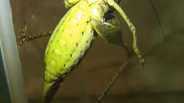 ИНСЕКТАРИЙ: 33. Кузнечик Серый (Decticus verrucivorus) смотреть онлайн