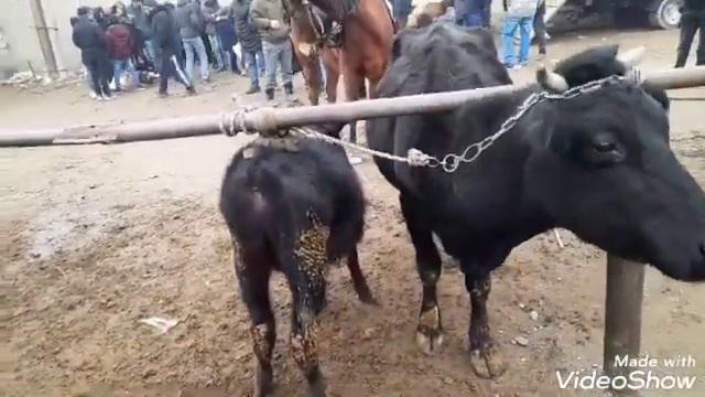 Молбозори Мастчох