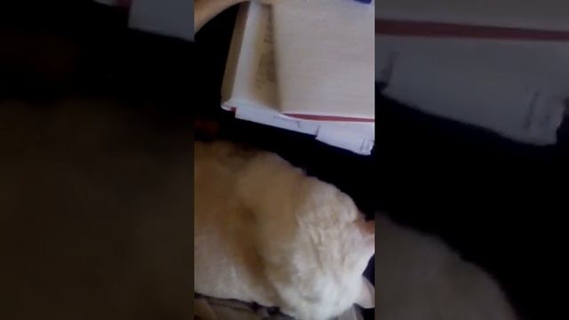 Кот мычит во сне :DD смотреть онлайн