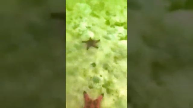 #Морские #звезды