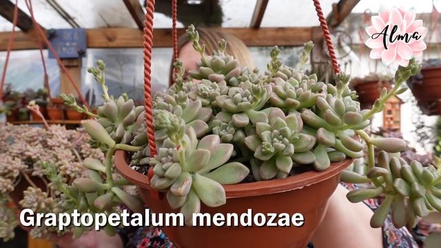 Graptopetalum mendozae & Graptopetalum 'Mirinae' #PARECIDASPERODIFERENTES смотреть онлайн