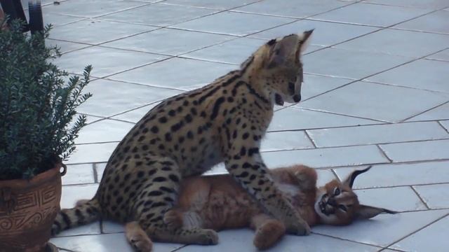 Serval And Caracal Kittens ?