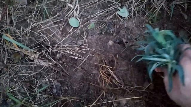 Черенкование гвоздики. Гвоздика зимует на улице! смотреть онлайн