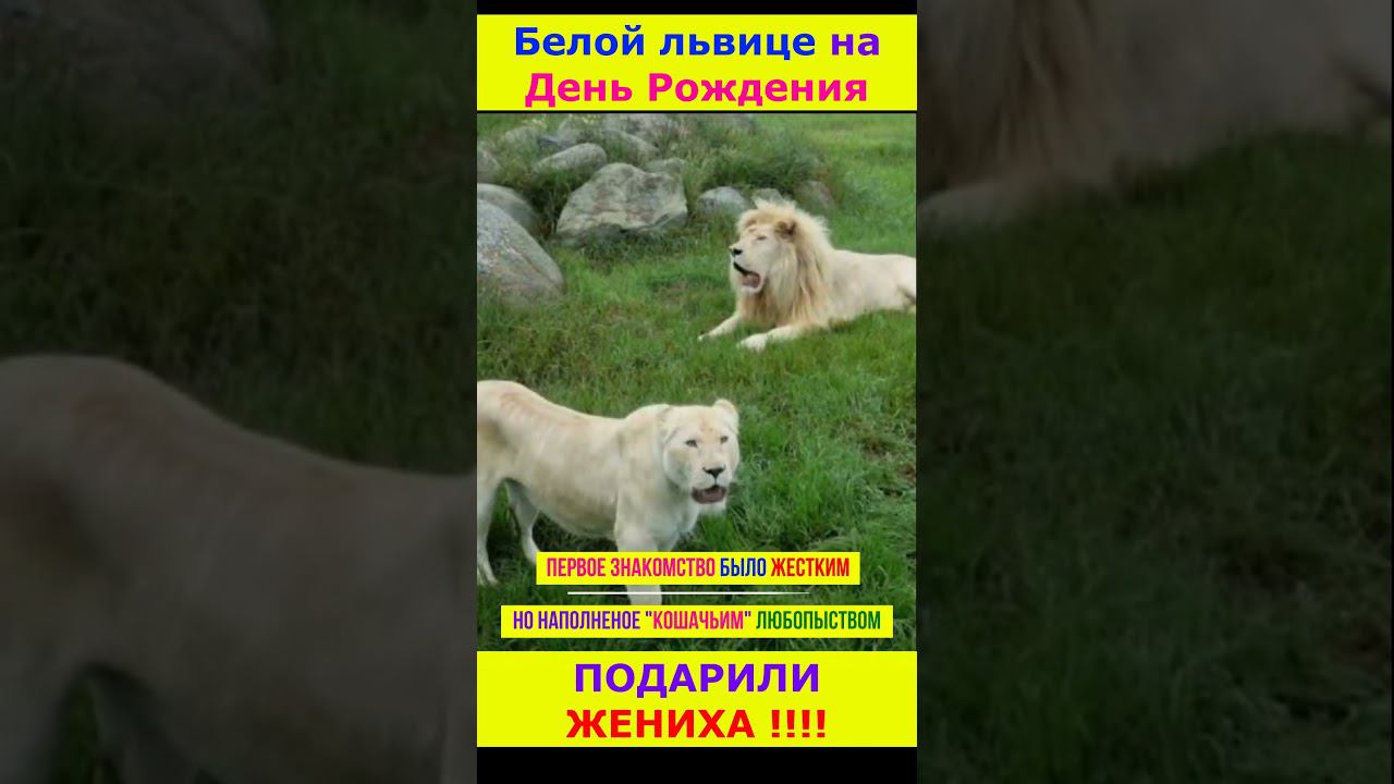 Жених на День Рождения Львице #lion #animals #zoo #love #топ #nature #short #shortvideo #shorts смотреть онлайн