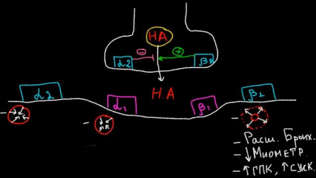 Физиология | Адренорецепторы смотреть онлайн