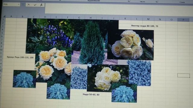 Учёт роз и планирование розариев ☝️? смотреть онлайн