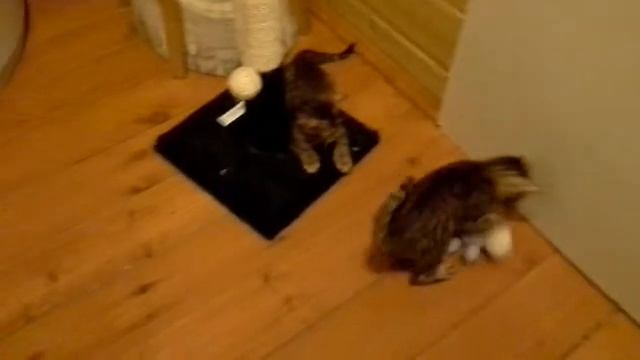 Тойгер котята смотреть онлайн