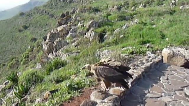 Освобождение Белоголового сипа на волю, Гамла смотреть онлайн