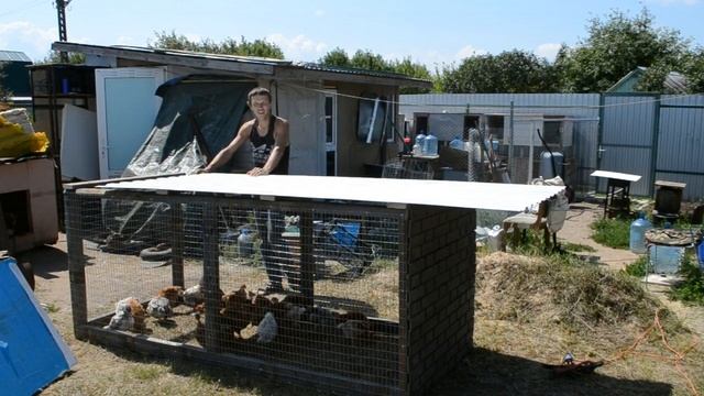 Быстро и просто, выгул для цыплят смотреть онлайн