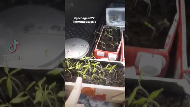 томат Хурма невысокий, среднеспелый сорт,требует подвязки смотреть онлайн