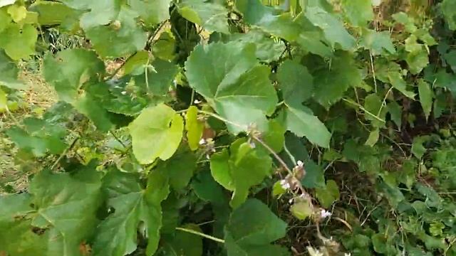 Универсальный виноград ЗАХАТО -27°С. /Морозостойкий виноград! смотреть онлайн