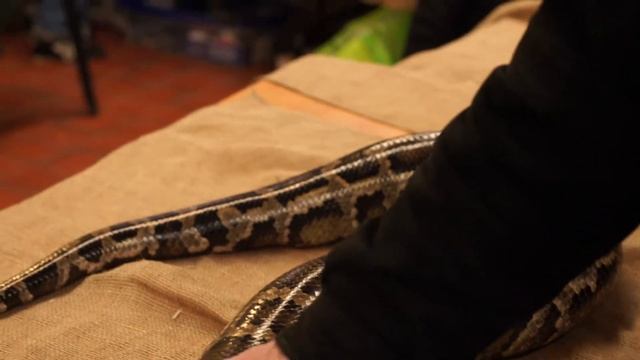 Python, Reptile Show, Sony A55, Minolta 50mm 2.8 Macro Lens, Montreal, 6 March 2011 смотреть онлайн