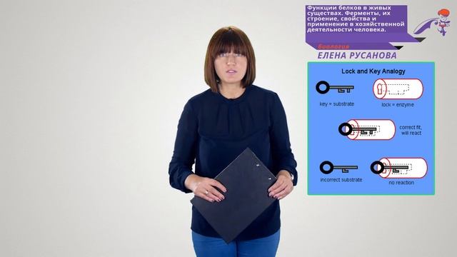 ЕГЭ. Биология. 3.2. Функции белков в живых существах. Ферменты, их строение, свойства. смотреть онлайн
