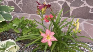 ЧУДЕСНЫЙ ЛИЛЕЙНИК / ХОСТА САГАЕ / ЛАВАНДА / ОСВОБОЖДЕННЫЕ РАСТЕНИЯ В РОКАРИИ. Дачный креатив.