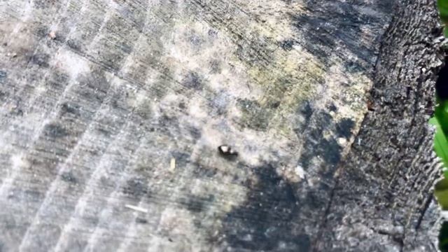 На прогулке с бультерьером - осенний парк - тёплая осень в Питере - Mari Vlog 43 смотреть онлайн