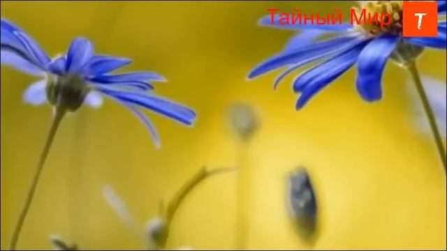 Тонкие Миры. Личный опыт смотреть онлайн